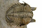 Triple Erbenochile Trilobite Association - Foum Zguid, Morocco #381177-14